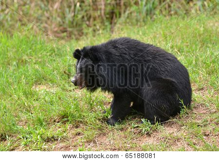 Asiatic Black Bear