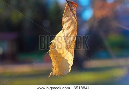 Faded Dead Leaf