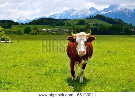 Swiss Cow On A Summer Pasture
