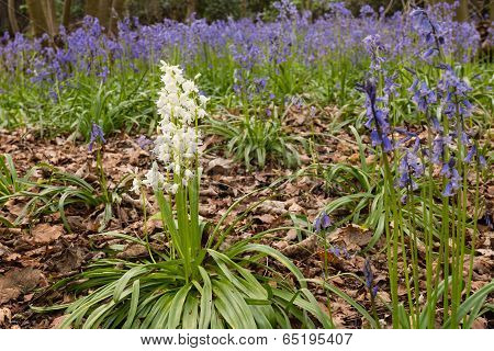 White Bluebells