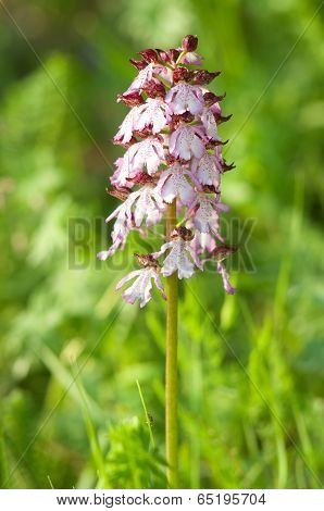 Orchis Purpurea Orchid