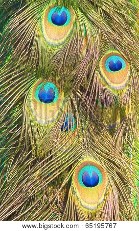 Feathers Of A Peacock