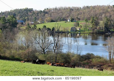 Cattle by the lake