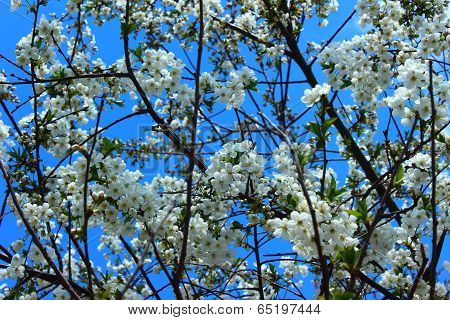 Flowering Tree