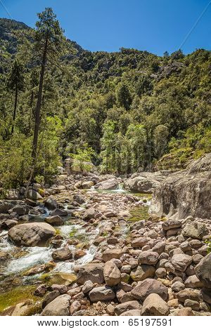 Figarella River Running Through Foret De Bonifatu In Corsica
