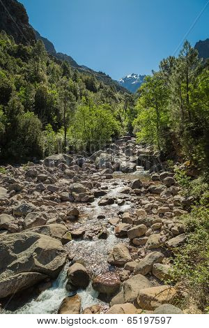 Figarella River Running Through Foret De Bonifatu In Corsica