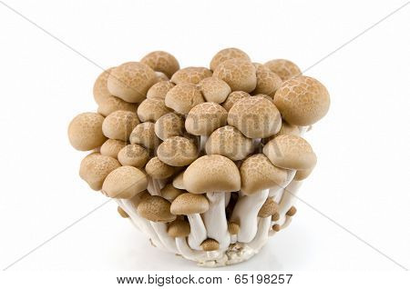 Buna Shimeji Mushrooms.