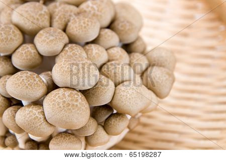 Buna Shimeji Mushrooms.