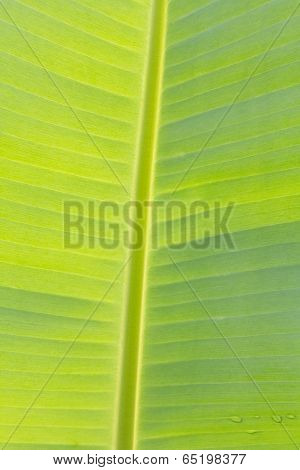 Banana Leaf