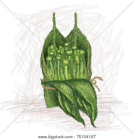 Birds Nest Fern