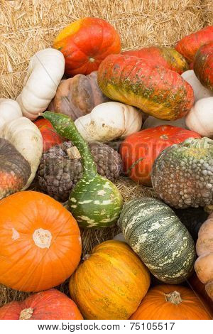 Fall pumpkins
