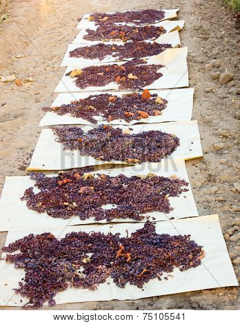 Red grapes drying into raisins