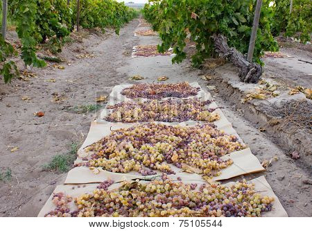 Grapes drying in vineyard