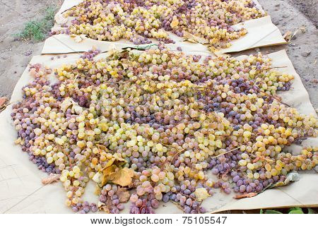 Grapes turning into raisins