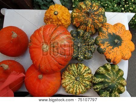 Decorative Pumpkins
