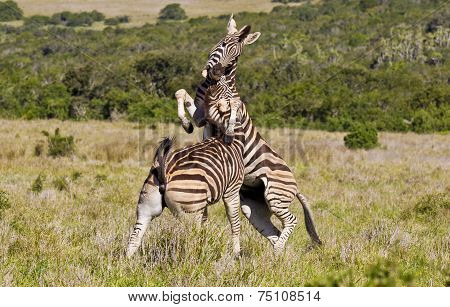 Biting Zebras