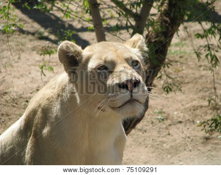African Lioness at Cango