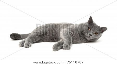 Cat Breeds Scottish Straight Lies On A White Background