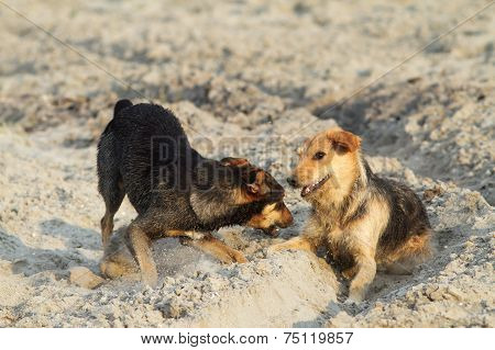 Dogs Playing On Sandy Beach