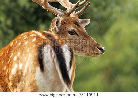 Fallow Deer Stag Close Up