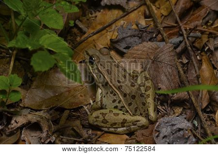 Leopard Frog