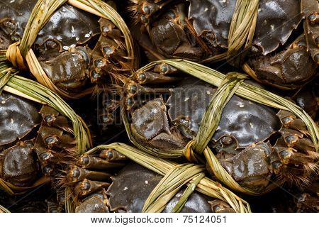 Yangcheng Lake hairy crabs