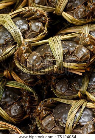 Group of hairy crabs