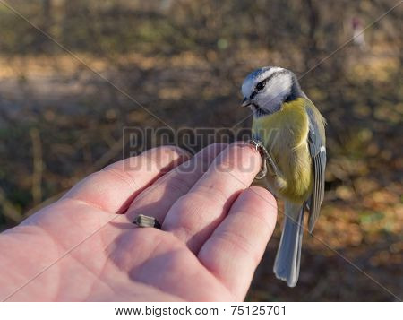 Curious Blue Tit
