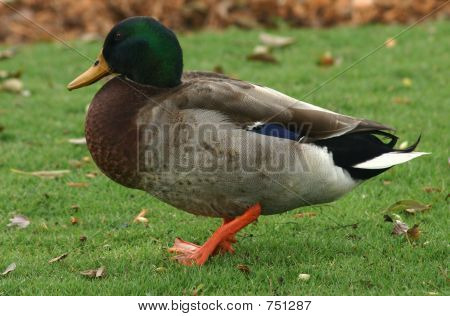 mallarddrakesquat