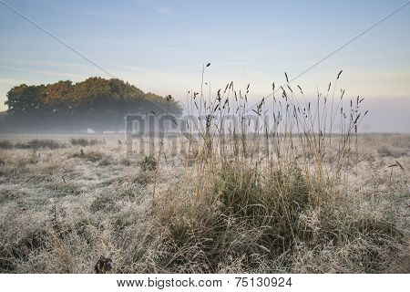 Beautiful Autumn Fall Foggy Dawn Landscape Over Frost Covered Field And Forest