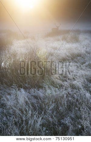 Red Deer In Foggy Sunrise Autumn Fall Forest And Countryside Landscape