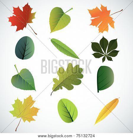 Set of colorful autumn leaves.
