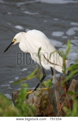 Wet Snowy Egret 3