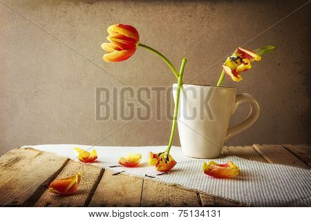 Transience Still Life Tulips Cup Petals