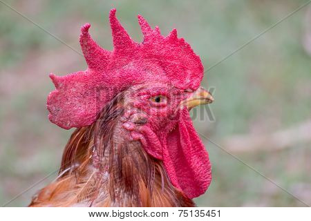 Closeup of a rooster head