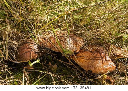 Suillus luteus mushroom