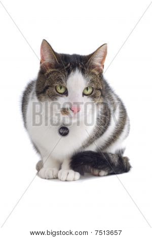 Brittiska kort korthårig katt