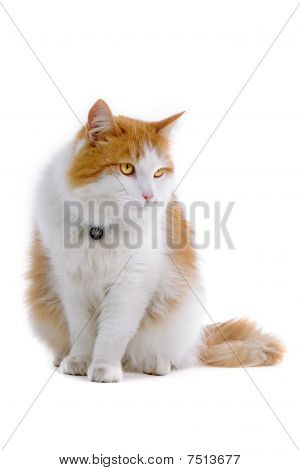 söt brittiska kort hår katt
