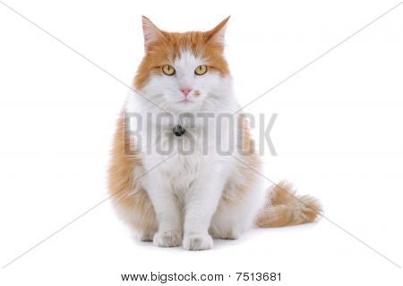 söt brittiska kort hår katt