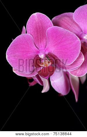 Purple orchids black background