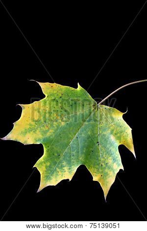Single fall foliage leaf black background
