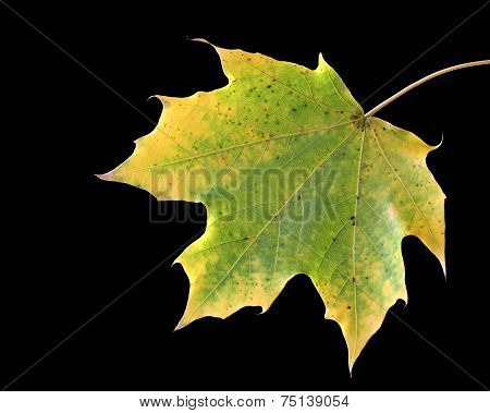 Single fall foliage leaf black background