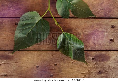 Green Leaf On Wooden Background