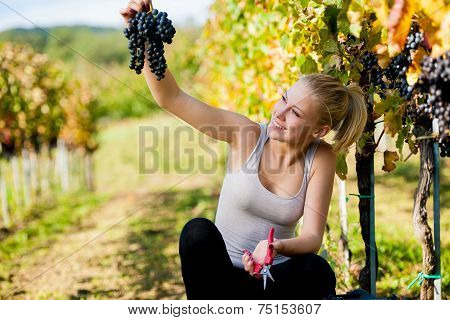 Beautiful Young Blonde Woamn Harvesting Grapes In Vineyard