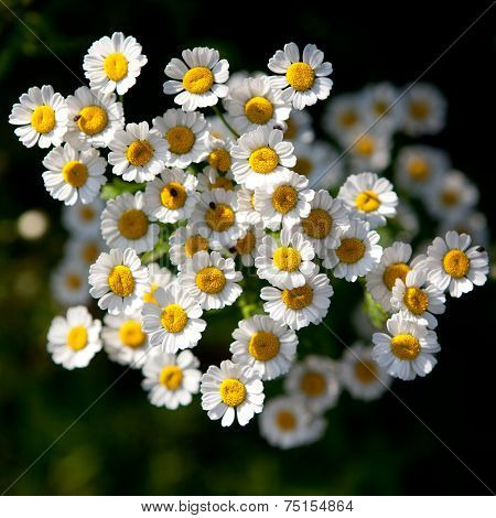 Feverfew