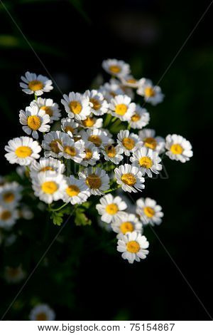 Feverfew