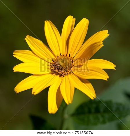 Heliopsis Scabra