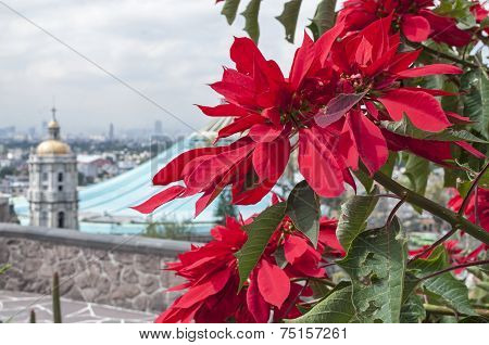 Pointsettias At The Basilica Of Guadalupe