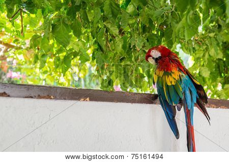 Red Blue Green Macaw Parrot