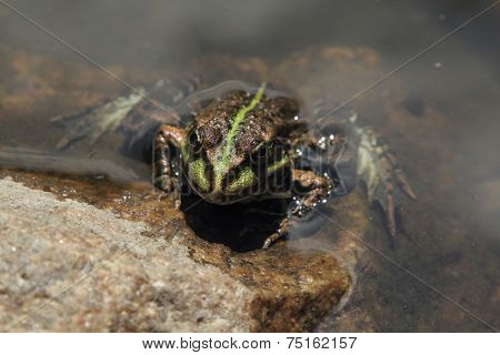 Toad